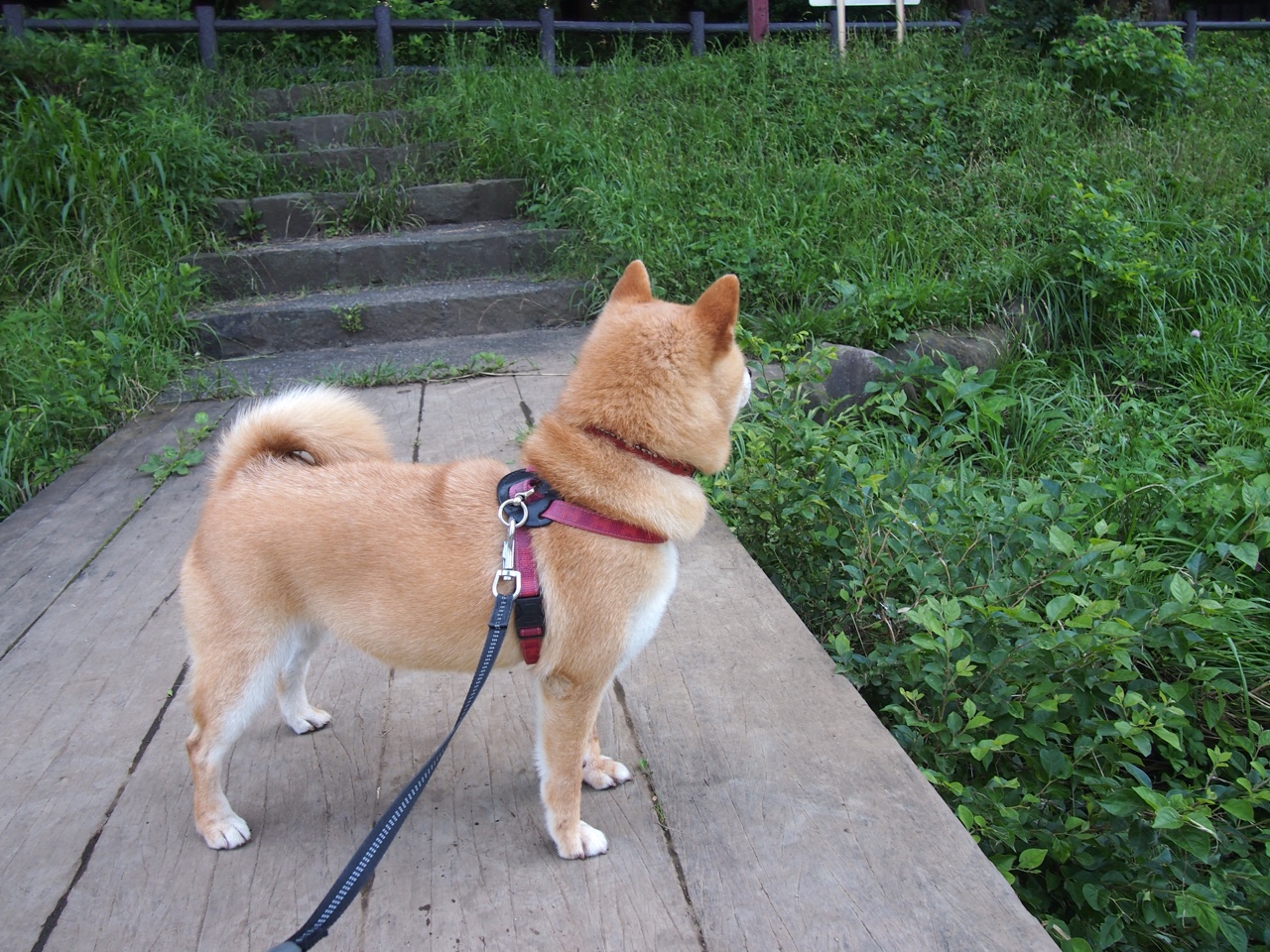 开云下载-蓝黑锋刃刺穿天蓝防线，劳塔罗一锤定音，亚特兰大导演战术完胜